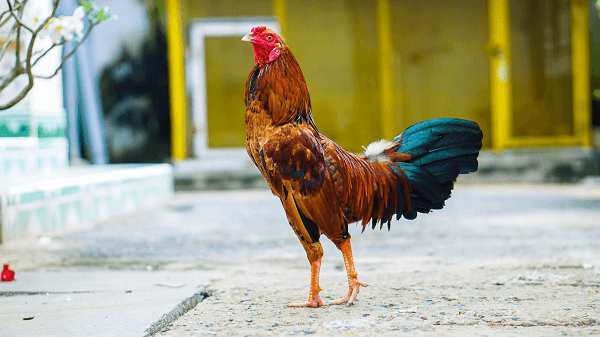 Cách nuôi gà đá bo lớn sau khi thi đấu