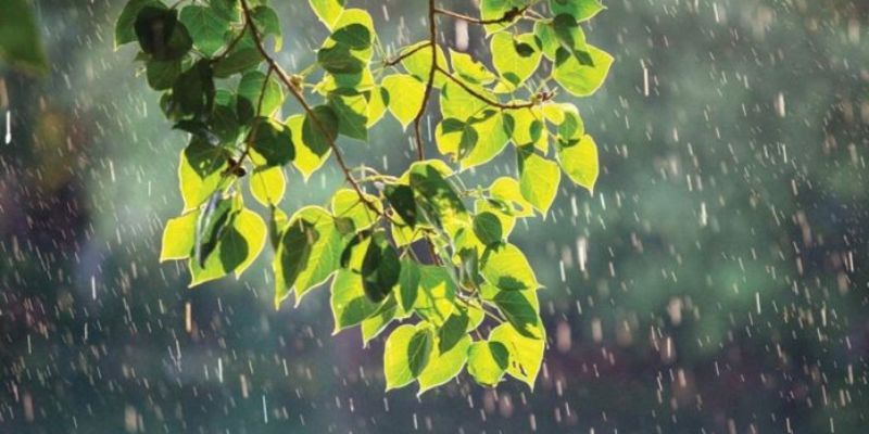 Giấc mơ mưa rào thể hiện điều gì?