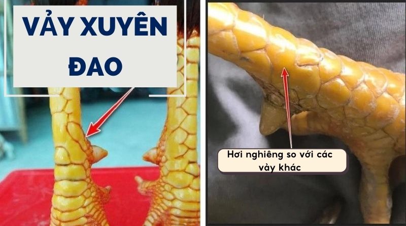  Vảy xuyên đao – Gà chọi có vảy xuyên đao đá hay không