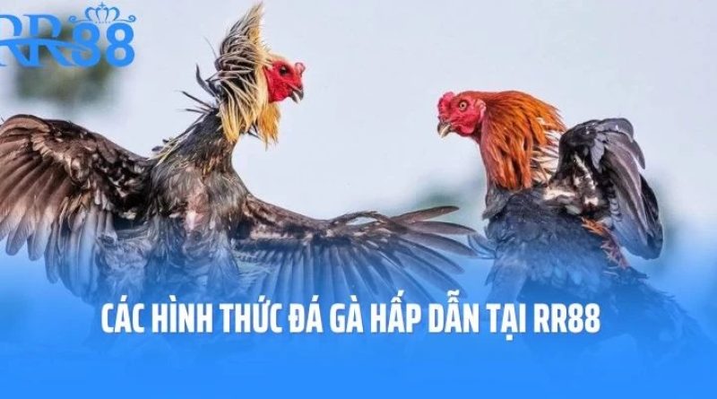 Đá gà RR88 – Trải nghiệm cá cược đỉnh cao với trận chiến kịch tính